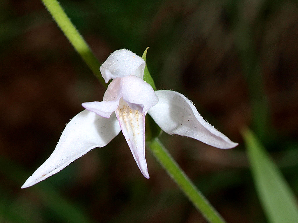 Preziosit 1: Cephalanthera rubra, ma.... bianca